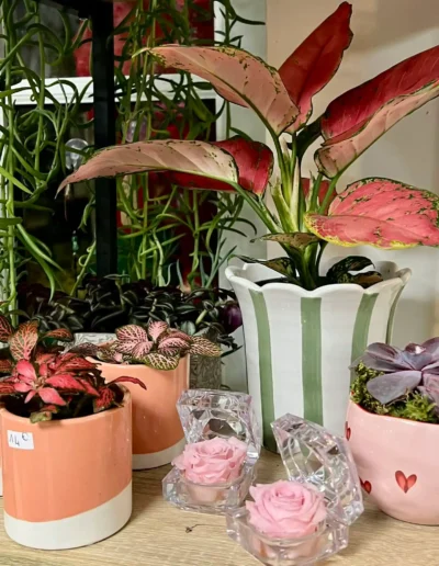 Plantes originales aux feuilles roses et jolis pots colores pour egayer la maison.