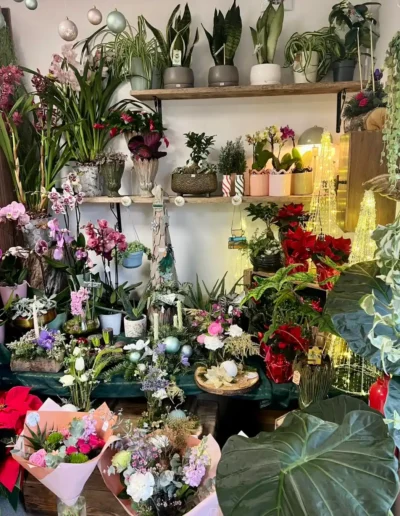 Plantes originales aux feuilles roses et jolis pots colores pour egayer la maison