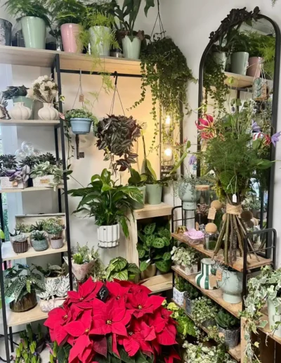 Superbe poinsettia rouge et etagere garnie de petites plantes vertes a Saint-Benoit