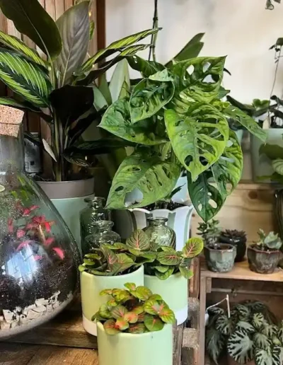 Terrarium en verre et jolies plantes aux feuilles graphiques comme idee cadeau nature