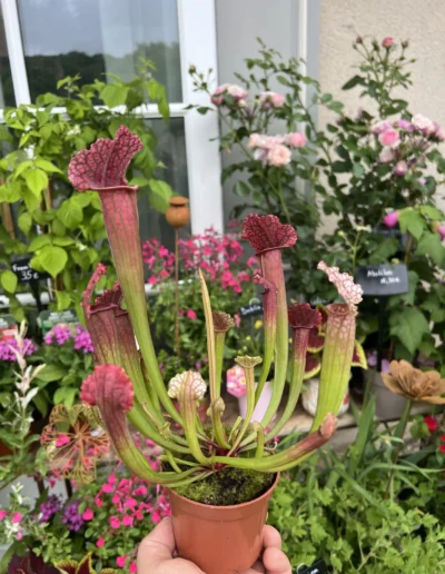 Plantes carnivore
