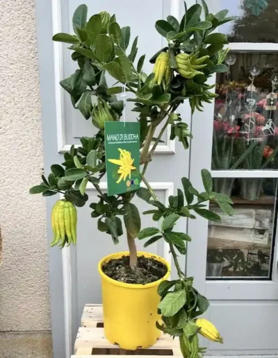 citronnier main de bouddha arbre fruitier en pot poitiers