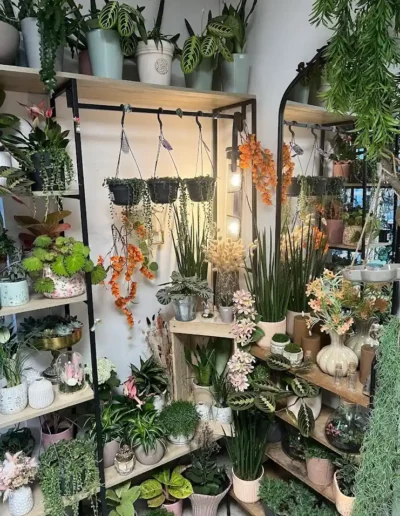 etagere plantes interieur varietes rares conseils expert poitiers