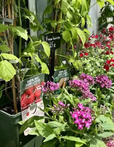 framboisier bio
