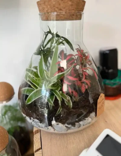 petit terrarium plante interieur facile entretien fleuriste poitiers