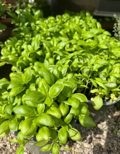 plantes aromatiques basilic frais pour balcon cuisine poitiers