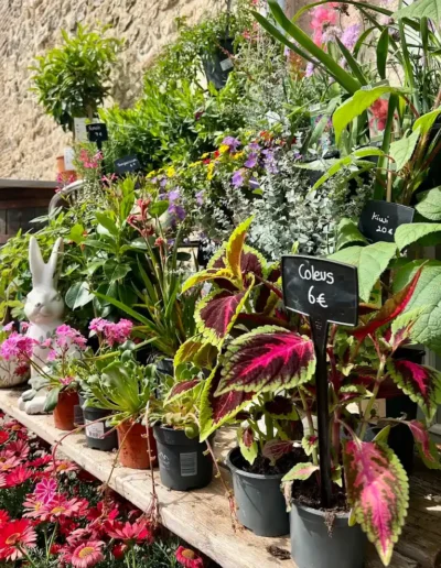 plantes decoration exterieur coleus etageres artisan fleuriste poitiers