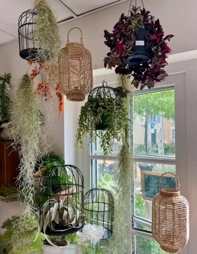 plantes suspendues decoration vitrine vegetale fleuriste saint benoit poitiers